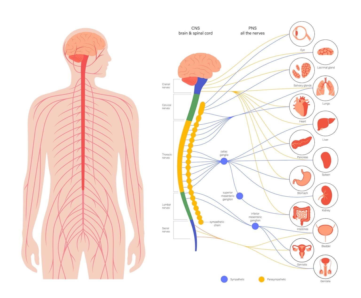 Diagram of brain and nerves connections.